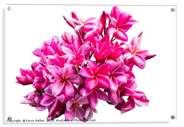 Beautiful Plumeria (frangipani) pink flower Acrylic by Kevin Hellon