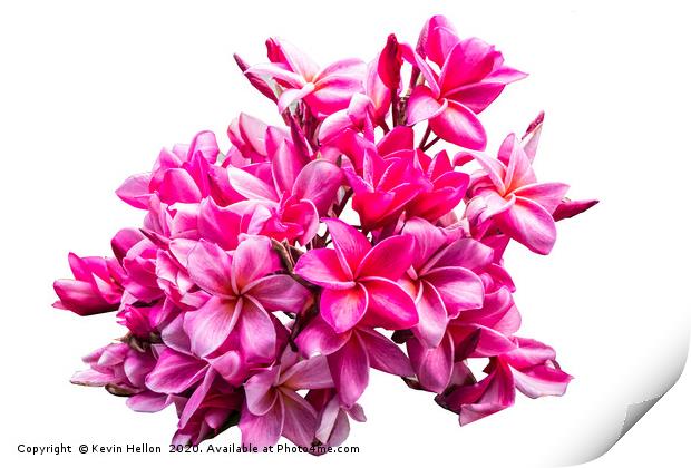 Beautiful Plumeria (frangipani) pink flower Print by Kevin Hellon