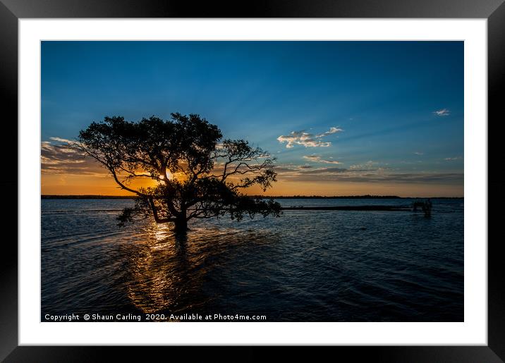 Sunset Over The Mangroves Framed Mounted Print by Shaun Carling