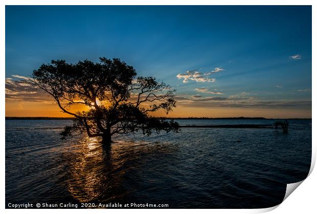 Sunset Over The Mangroves Print by Shaun Carling