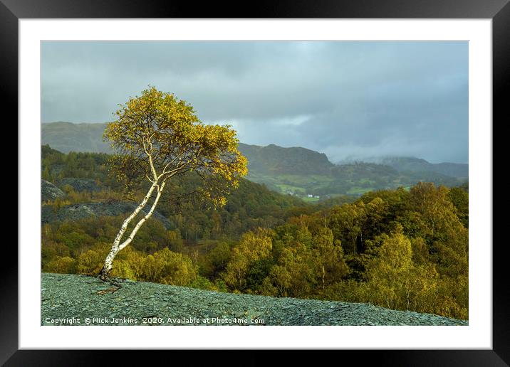 Lone Silver Birch Tree Hodge Close Quarry Cumbria Framed Mounted Print by Nick Jenkins