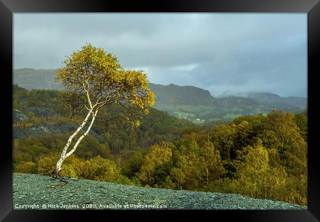 Lone Silver Birch Tree Hodge Close Quarry Cumbria Framed Print by Nick Jenkins