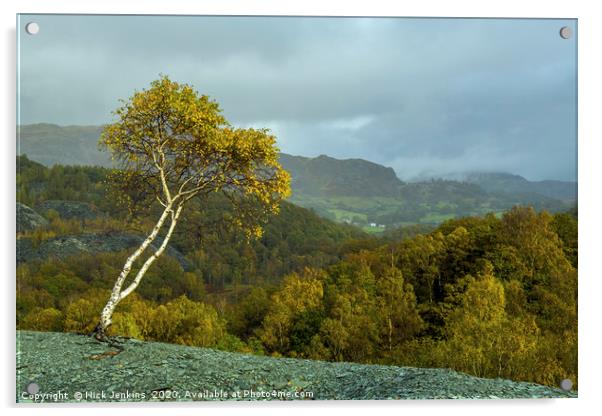 Lone Silver Birch Tree Hodge Close Quarry Cumbria Acrylic by Nick Jenkins