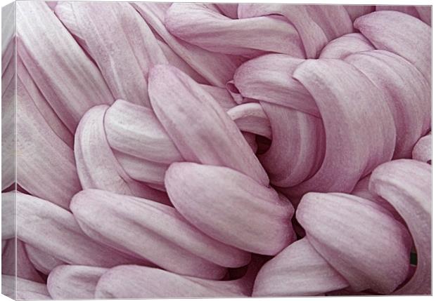 Mauve Chrysanthemum Canvas Print by Nicola Hawkes