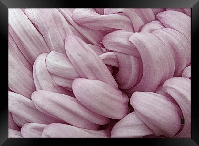 Mauve Chrysanthemum Framed Print by Nicola Hawkes