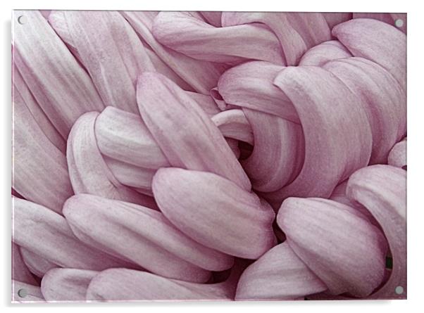 Mauve Chrysanthemum Acrylic by Nicola Hawkes
