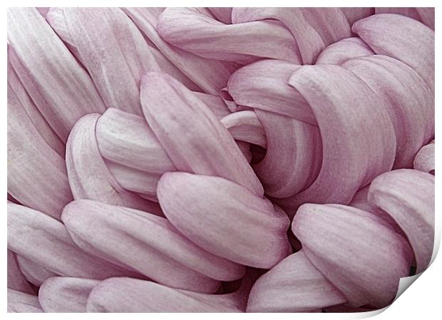 Mauve Chrysanthemum Print by Nicola Hawkes