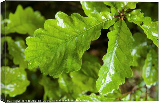 Oak Leaves in a shower of rain in a woodland  Canvas Print by Nick Jenkins