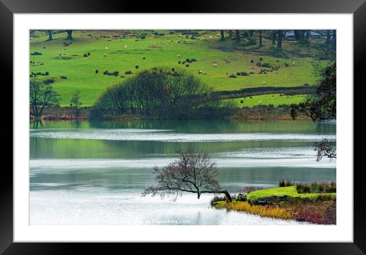 Loughrigg Tarn The Right Angle Tree Lake District Framed Mounted Print by Nick Jenkins