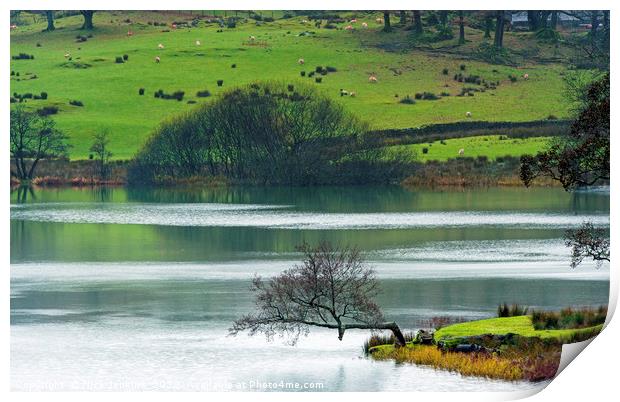 Loughrigg Tarn The Right Angle Tree Lake District Print by Nick Jenkins