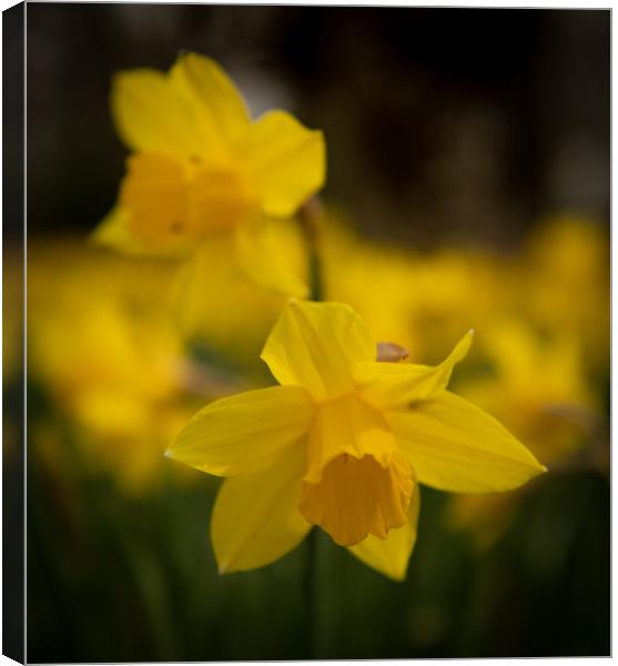 Spring daffodils  Canvas Print by Alan Sinclair