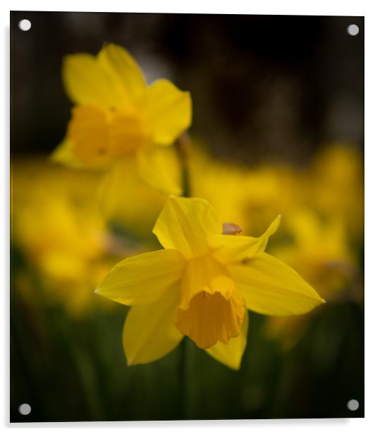 Spring daffodils  Acrylic by Alan Sinclair