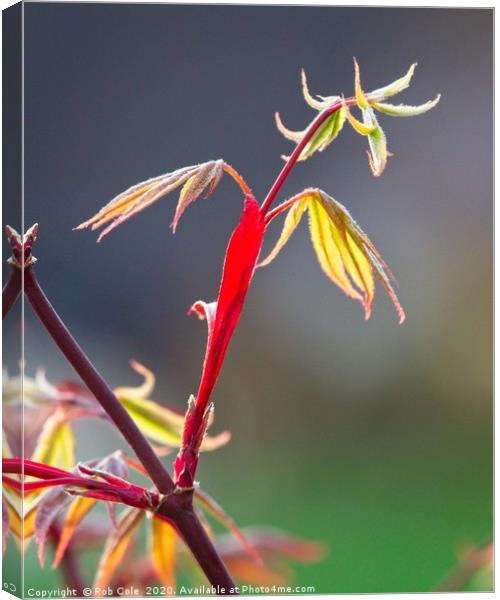 Acer Leaves In Spring Canvas Print by Rob Cole