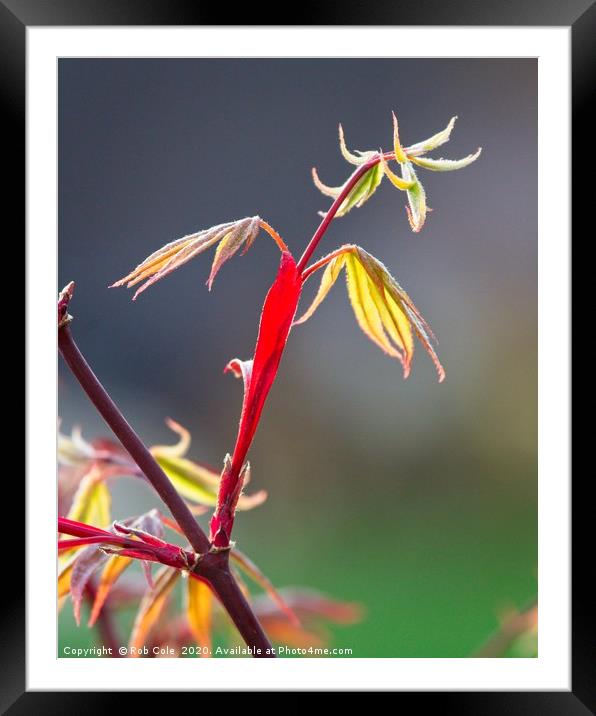Acer Leaves In Spring Framed Mounted Print by Rob Cole