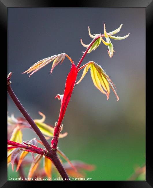 Acer Leaves In Spring Framed Print by Rob Cole