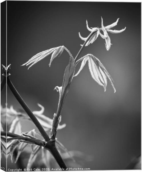 Acer Leaves In Spring Canvas Print by Rob Cole