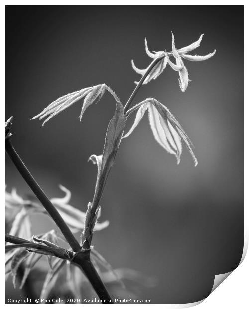 Acer Leaves In Spring Print by Rob Cole
