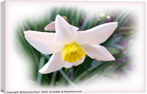 Narcissus bright shades Canvas Print by Marinela Feier