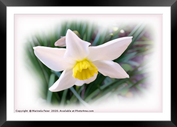 Narcissus bright shades Framed Mounted Print by Marinela Feier