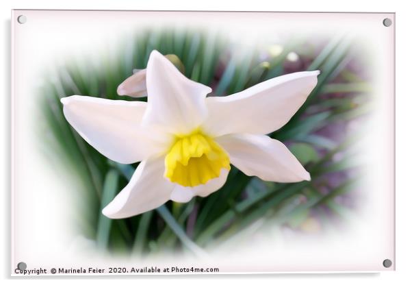 Narcissus bright shades Acrylic by Marinela Feier