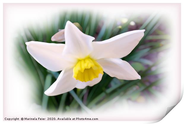 Narcissus bright shades Print by Marinela Feier