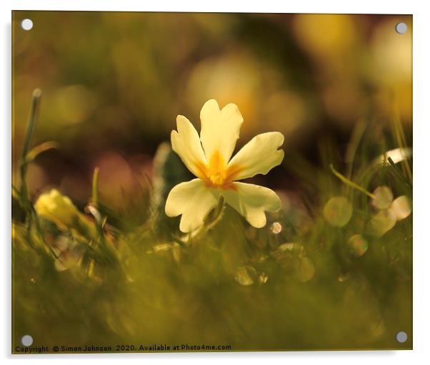 Backlit primrose nflower Acrylic by Simon Johnson