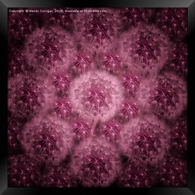 Dandelion Fireworks in Pink Framed Print by Wendy Corrigan