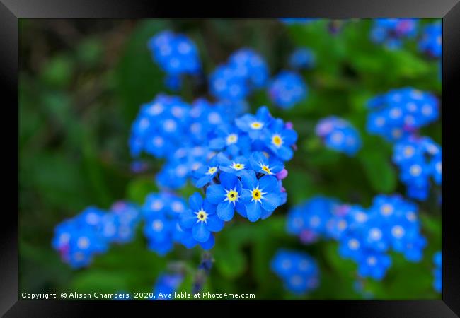 Forget Me Nots Framed Print by Alison Chambers