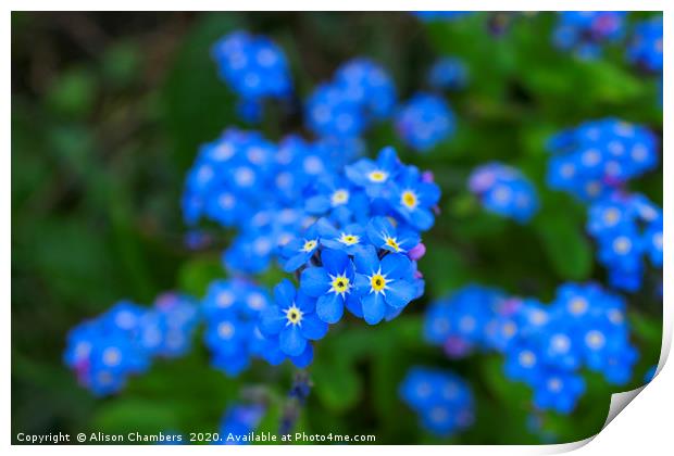 Forget Me Nots Print by Alison Chambers