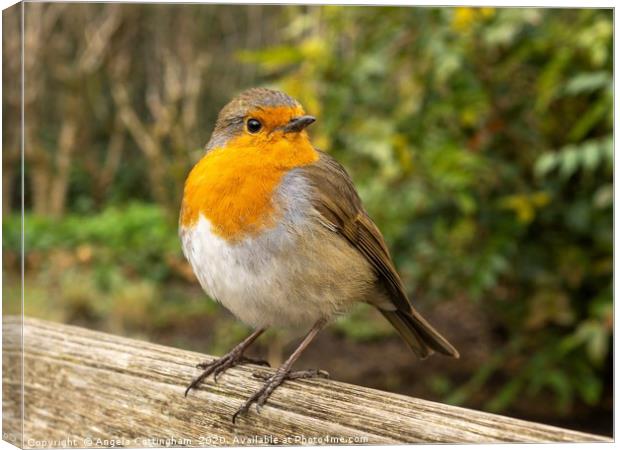 Robin on a Garden Bench Canvas Print by Angela Cottingham