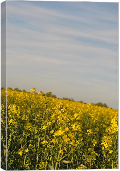 Fields of Gold 2 Canvas Print by Daniel Gray