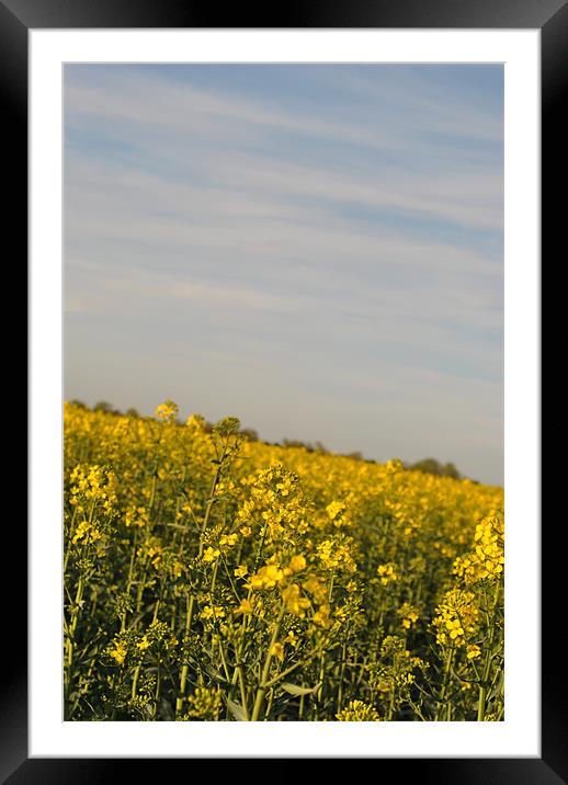 Fields of Gold 2 Framed Mounted Print by Daniel Gray