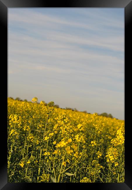 Fields of Gold 2 Framed Print by Daniel Gray