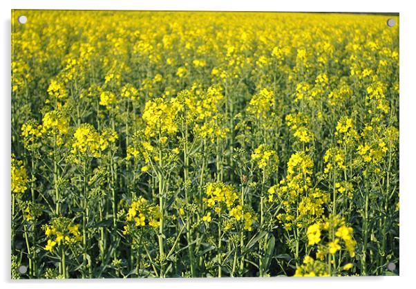 Golden Oilseed Rape Acrylic by Daniel Gray