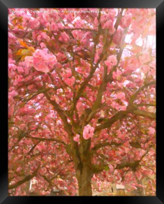 Pink Blossoms on a Sunny Covid Day Framed Print by Zahra Majid