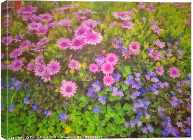 Colours in my garden on a sunny covid day Canvas Print by Zahra Majid