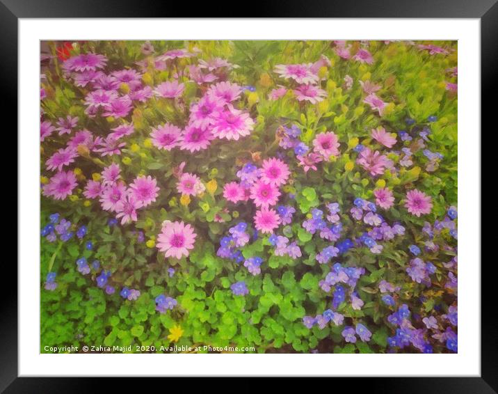 Colours in my garden on a sunny covid day Framed Mounted Print by Zahra Majid