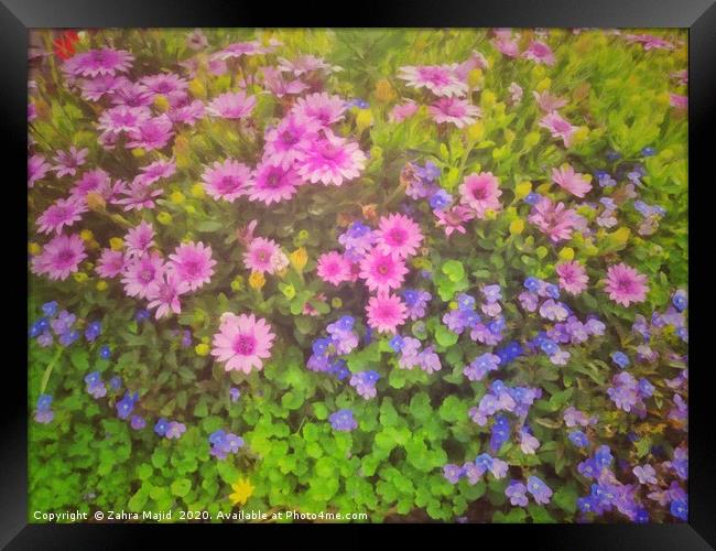 Colours in my garden on a sunny covid day Framed Print by Zahra Majid