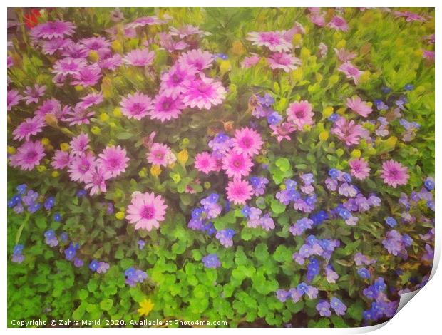 Colours in my garden on a sunny covid day Print by Zahra Majid