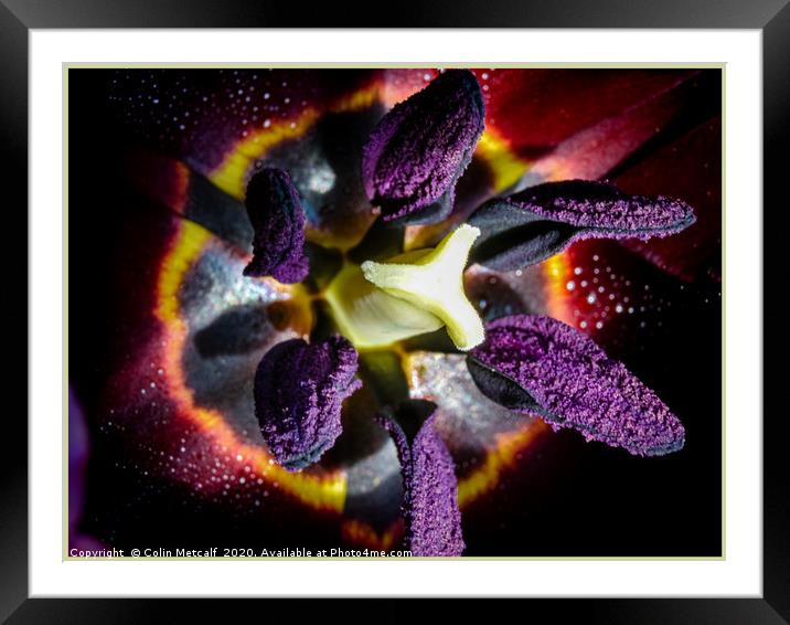 Black Tulip, Queen of Night. Framed Mounted Print by Colin Metcalf