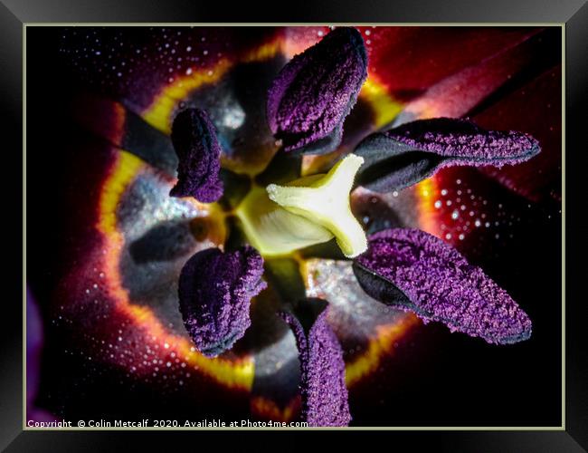 Black Tulip, Queen of Night. Framed Print by Colin Metcalf