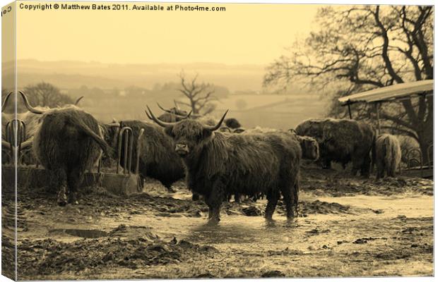 Cows in Sepia Canvas Print by Matthew Bates