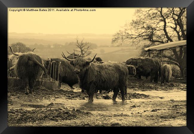 Cows in Sepia Framed Print by Matthew Bates