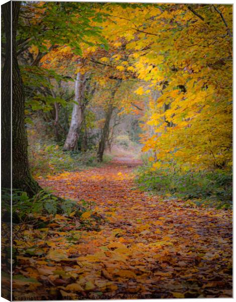 A Walk Through The Colours Of Autumn Canvas Print by Inca Kala