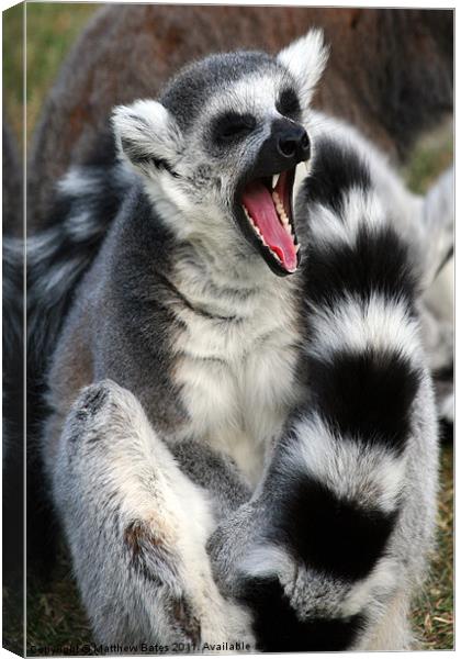 Yawning Lemur Canvas Print by Matthew Bates