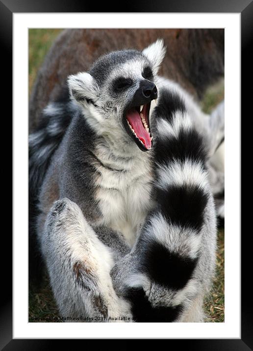 Yawning Lemur Framed Mounted Print by Matthew Bates
