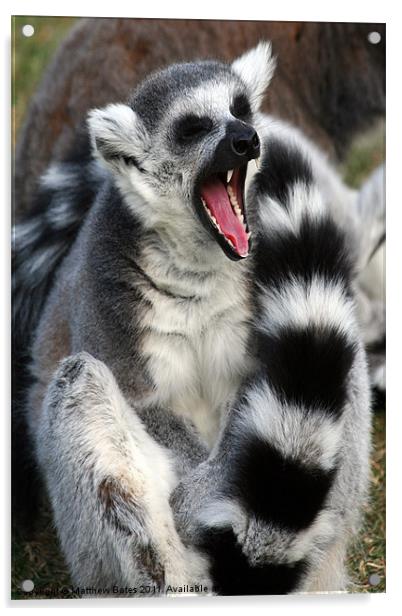 Yawning Lemur Acrylic by Matthew Bates