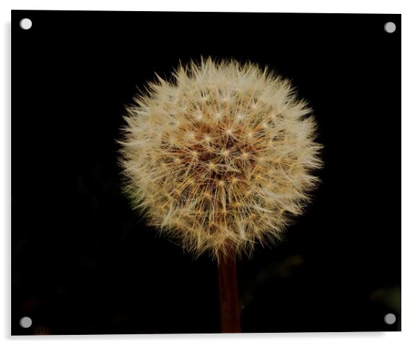 Dandelioonm  seed head colour Acrylic by Simon Johnson