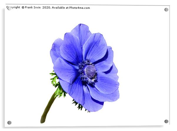Blue Anemone Acrylic by Frank Irwin