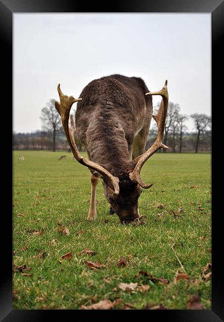 Grazing Deer 2 Framed Print by Daniel Gray